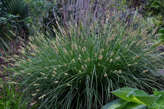 Image of Carex annectens||