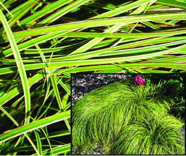Image of Carex caryophyllea 'Beatlemania'|Schmidt Nsy, OR|S. Schmidt