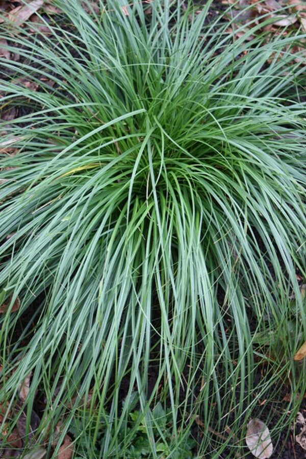 Image of Carex cherokeensis|Juniper Level Botanic Gdn, NC|JLBG