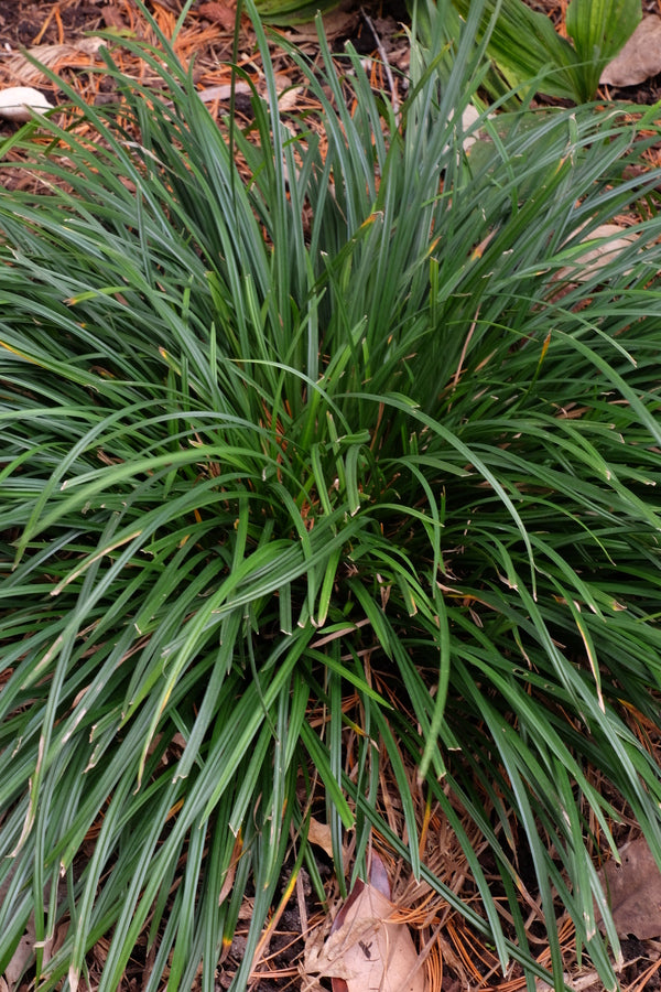 Image of Carex digitalis var. digitalis 'Jacksboro'|Juniper Level Botanic Gdn, NC|JLBG