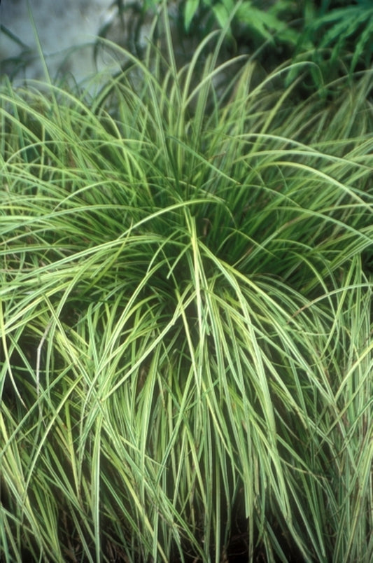 Image of Carex dolichostachya 'Kaga Nishiki'|Juniper Level Botanic Gdn, NC|JLBG