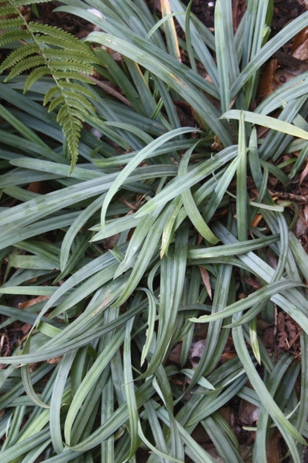 Image of Carex laxiculmis 'Hobb' taken at Juniper Level Botanic Gdn, NC by JLBG