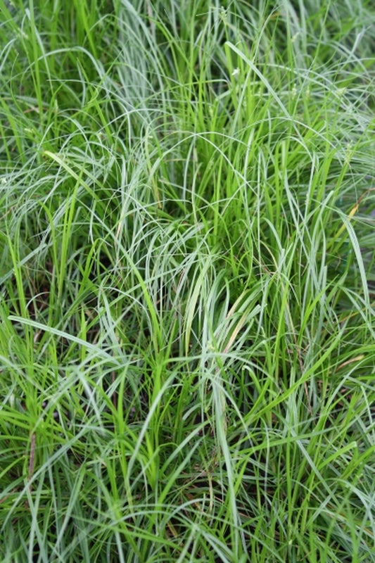 Image of Carex leavenworthii Travis Co. TX|Juniper Level Botanic Gdn, NC|JLBG