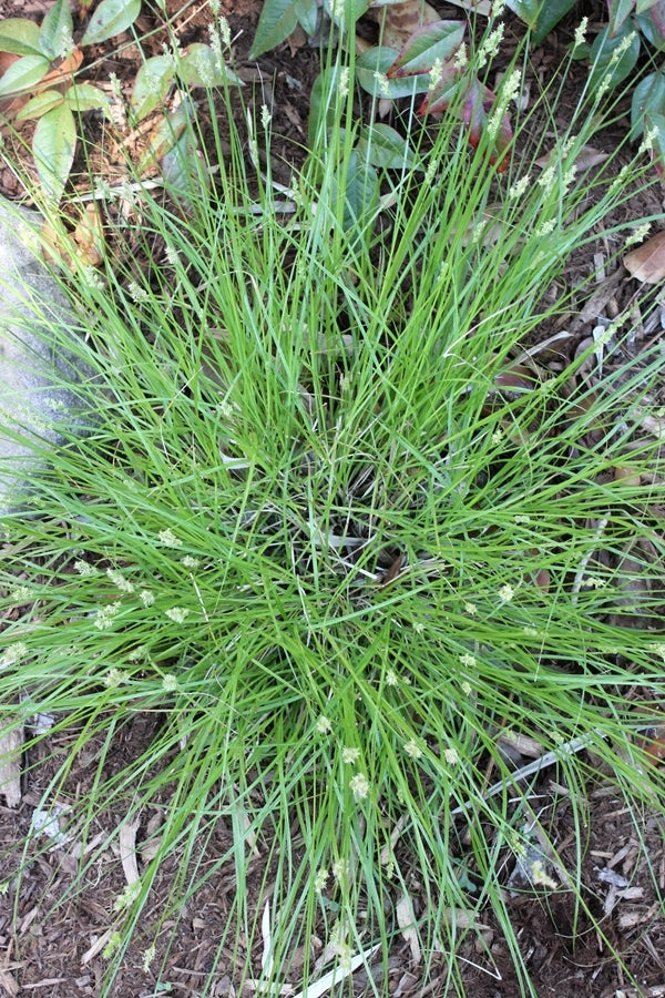 Image of Carex leavenworthii Travis Co. TX||