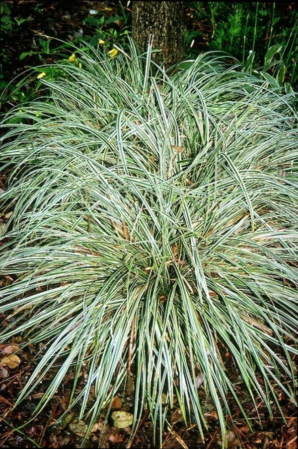 Image of Carex morrowii 'Goldband'|Juniper Level Botanic Gdn, NC|JLBG