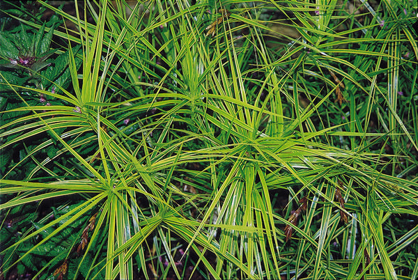 Image of Carex muskingumensis 'Oehme'taken at Juniper Level Botanic Gdn, NC by JLBG
