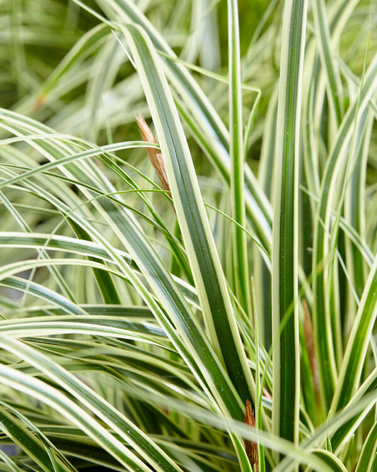 Image of Carex oshimensis 'Evercream' PPAF|Juniper Level Botanic Gdn, NC|JLBG
