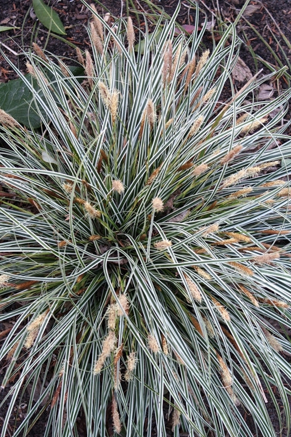 Image of Carex oshimensis 'Everest' PP 20,955||