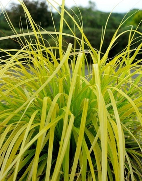 Image of Carex oshimensis 'Everillo' PP 21,002 taken at Fitzgerald Nsy, Ireland by P. Fitzgerald