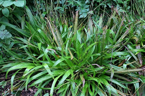 Image of Carex plantaginea 'Blue Ridge'taken at Ublehardt Gdn, DE by JLBG
