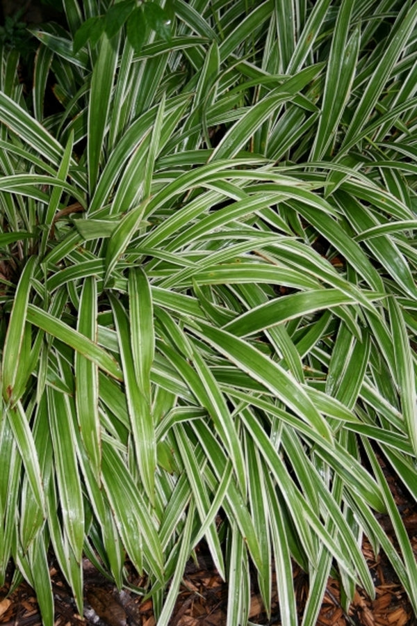 Image of Carex siderosticta 'Variegata'|Juniper Level Botanic Gdn, NC|JLBG