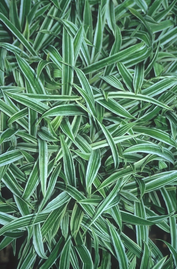 Carex siderosticta var pilosa Treasure Island PP 16332