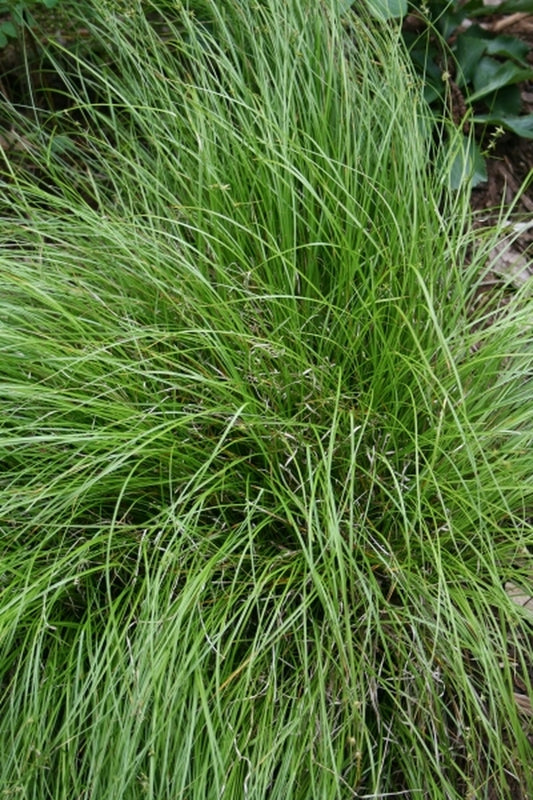 Image of Carex socialis 'Coahoma'|Juniper Level Botanic Gdn, NC|JLBG