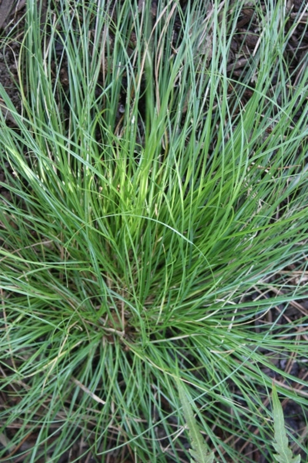 Image of Carex texensis|Juniper Level Botanic Gdn, NC|JLBG