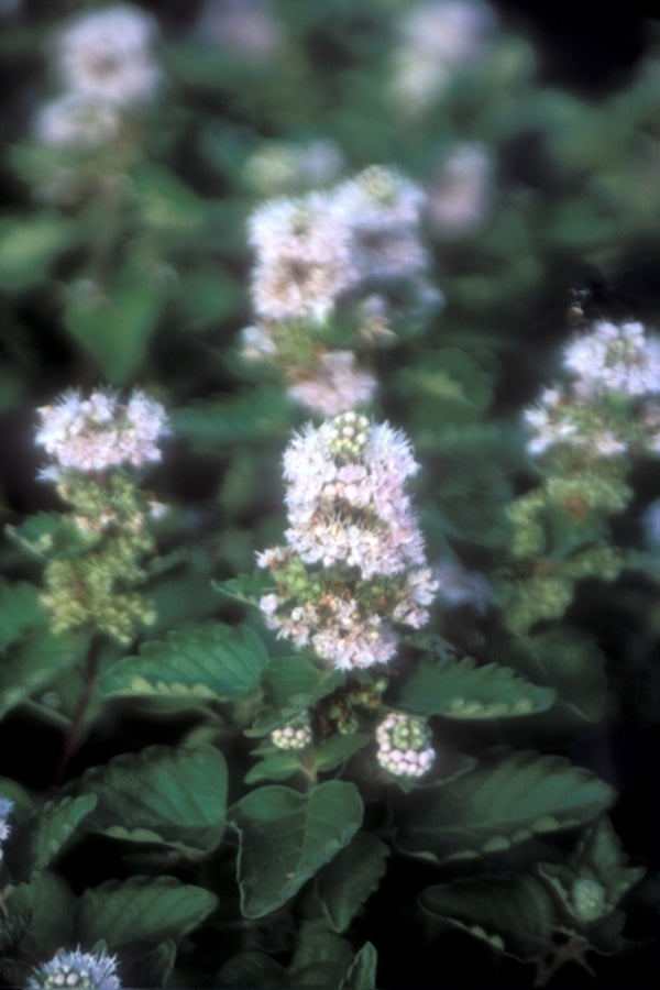 Image of Caryopteris x clandonensis 'Durio' PP 16,913|Juniper Level Botanic Gdn, NC|JLBG