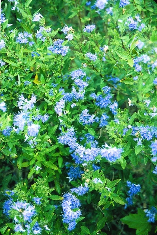 Image of Caryopteris x clandonensis 'First Choice' PP 11958|Juniper Level Botanic Gdn, NC|JLBG