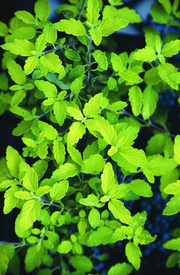 Bluebeard Jason Learn about Caryopteris x clandonensis 'Jason' PPAF, PVR | Sunshine ...
