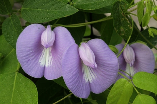 Image of Centrosema virginianum 'Pea Brain'|Juniper Level Botanic Gdn, NC|JLBG