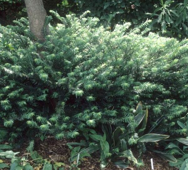 Image of Cephalotaxus harringtonia 'Duke Gardens'|Juniper Level Botanic Gdn, NC|JLBG
