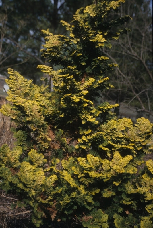 Image of Chamaecyparis obtusa 'Confucius'|Juniper Level Botanic Gdn, NC|JLBG