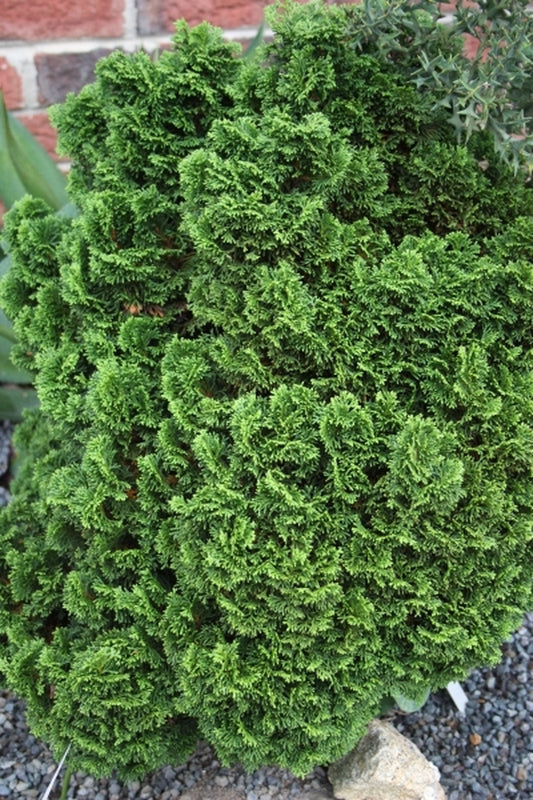 Image of Chamaecyparis obtusa 'Juniperoides'|Juniper Level Botanic Gdn, NC|JLBG