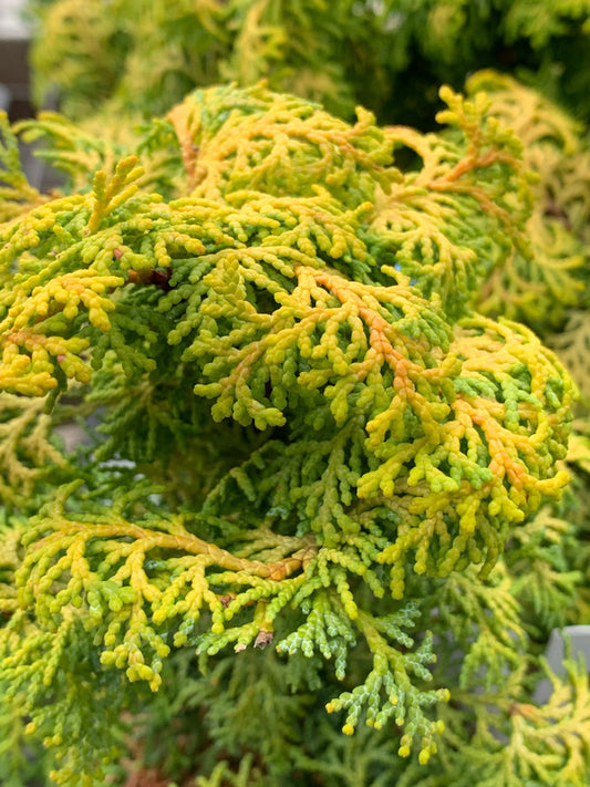 Image of Chamaecyparis obtusa 'Melody'|Juniper Level Botanic Gdn, NC|C. Hardison