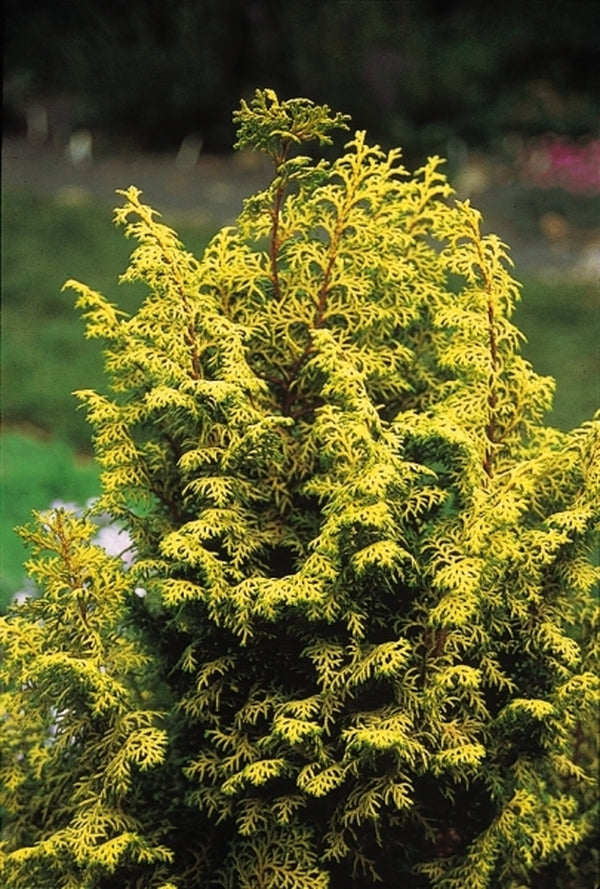Learn about Chamaecyparis obtusa 'Spirited' | Spirited Hinoki Cypress ...
