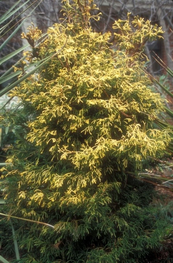 Image of Chamaecyparis obtusa 'Tsatsumi Gold'|Juniper Level Botanic Gdn, NC|JLBG