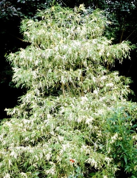 Learn about Chamaecyparis pisifera 'Filifera Aureovariegata' | Variegated  Threadleaf False Cypress
