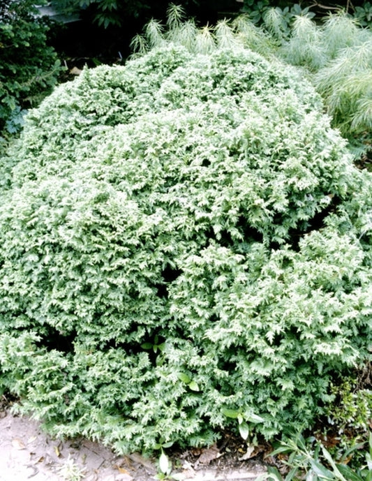 Image of Chamaecyparis pisifera 'Nana'|Juniper Level Botanic Gdn, NC|JLBG