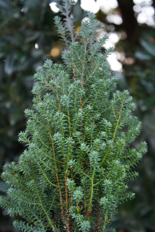Image of Chamaecyparis thyoides 'Rubicon'||