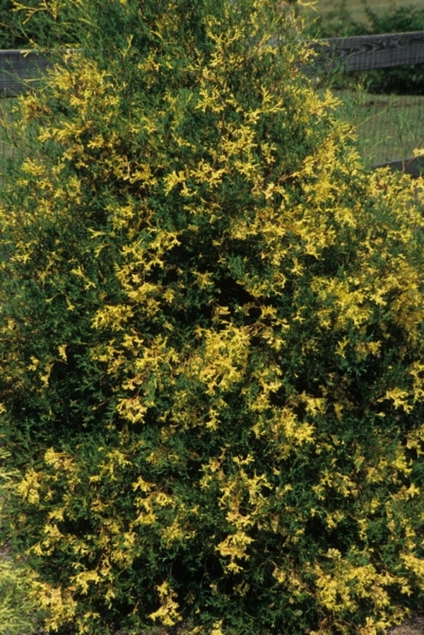 Image of Chamaecyparis thyoides 'Variegata'|Juniper Level Botanic Gdn, NC|JLBG