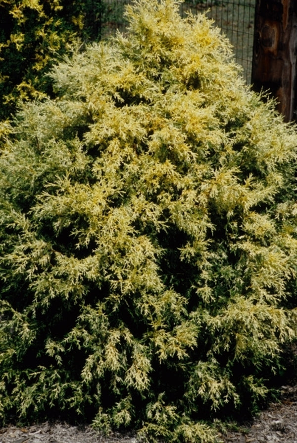 Image of Chamaecyparis thyoides 'Webb Gold'|Juniper Level Botanic Gdn, NC|JLBG