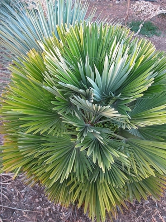 Image of Chamaerops humilis 'Vulcano'|A. Porcelli Gdn, Italy|A. Porcelli