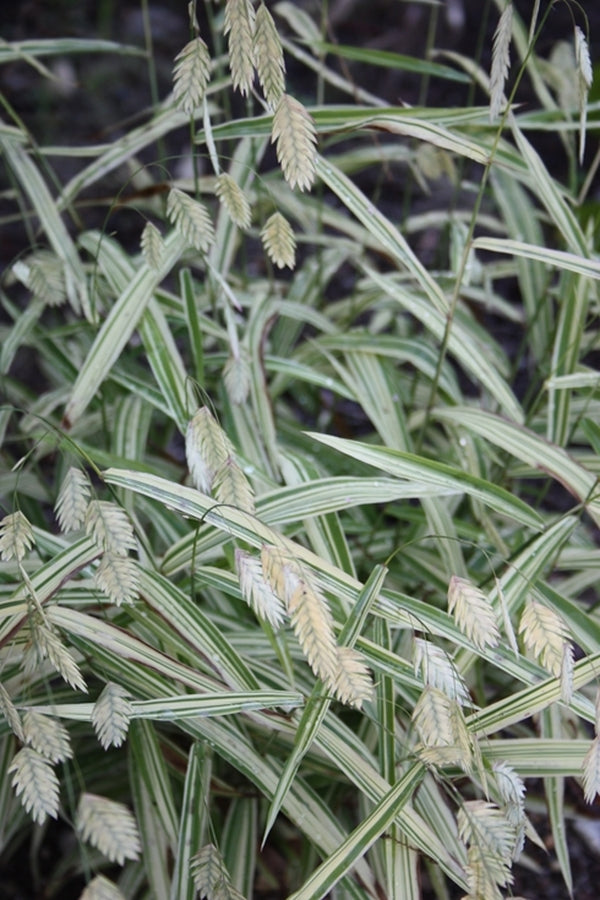 Image of Chasmanthium latifolium 'River Mist' PP 20,643|Juniper Level Botanic Gdn, NC|JLBG