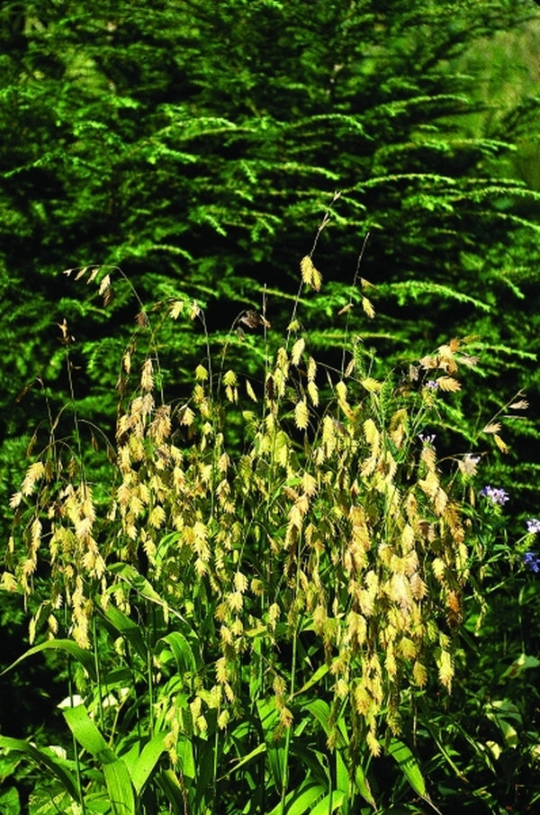 Image of Chasmanthium latifolium|Juniper Level Botanic Gdn, NC|JLBG