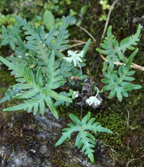 Image of Cheilanthes argentea|in situ Taiwan|