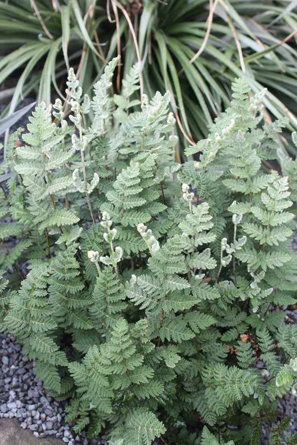 Image of Cheilanthes eckloniana 'Naude's Neck'