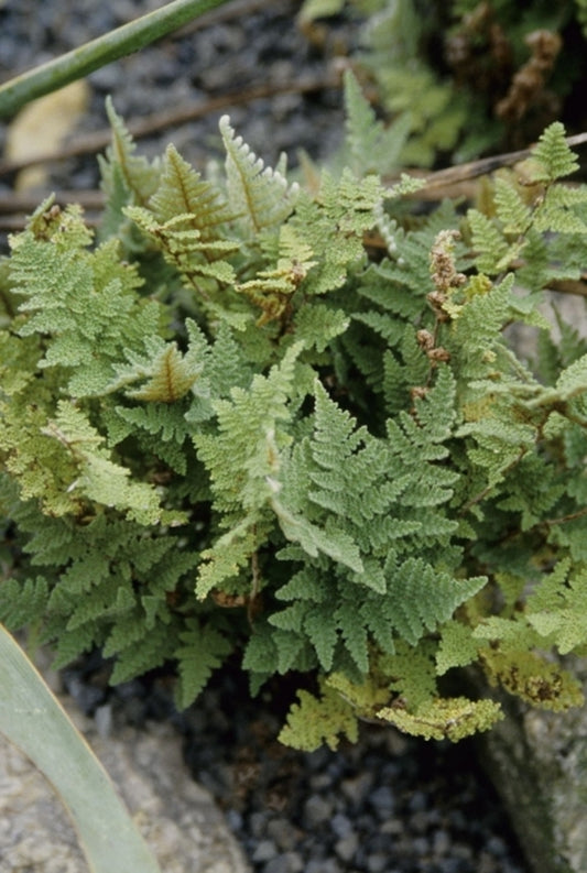 Image of Cheilanthes myriophylla coll. #A1AG-160|Juniper Level Botanic Gdn, NC|JLBG