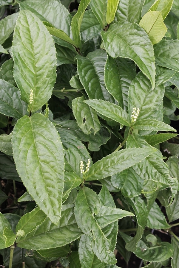 Chloranthus Pattern Learn about Chloranthus erectus | Upright Chloranthus | Perennial ...