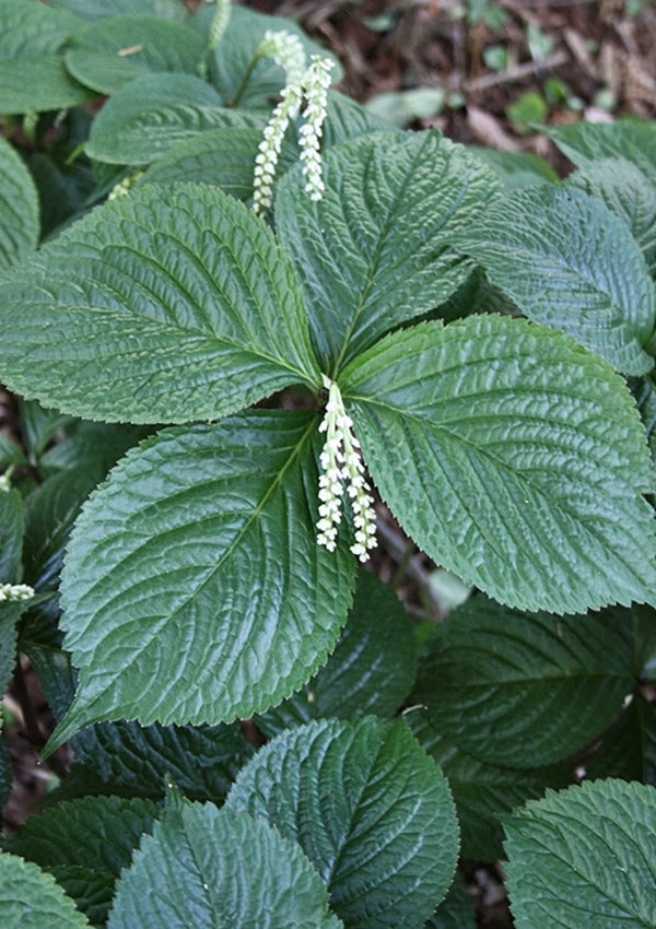 Chloranthus Pattern Learn about Chloranthus henryi | Henry's Chloranthus | Perennial ...