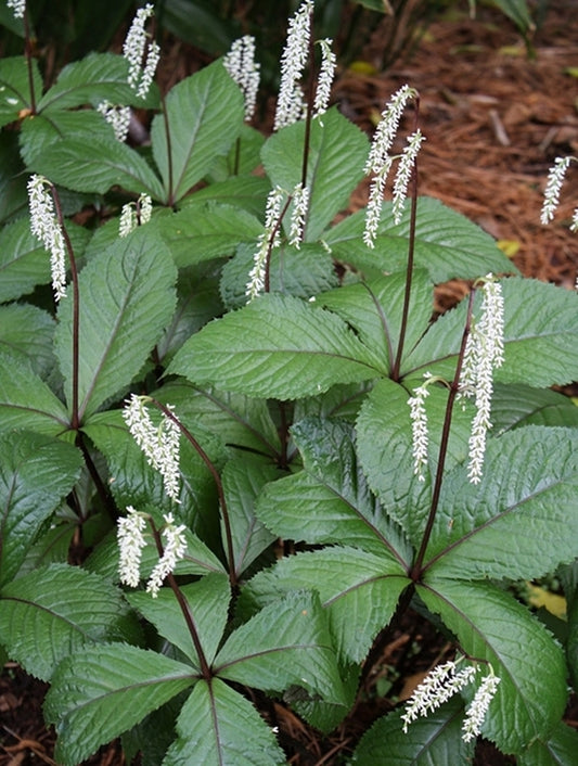 Image of Chloranthus sessilifolius 'Get Shorty'|Juniper Level Botanic Gdn, NC|JLBG