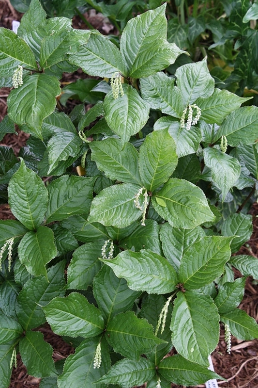 Image of Chloranthus sessilifolius var. austrosinensis|Juniper Level Botanic Gdn, NC|JLBG