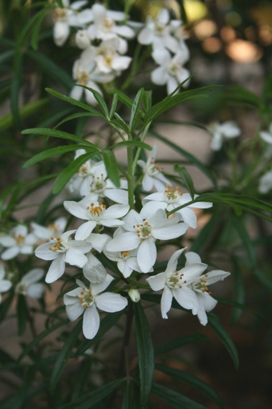 Image of Choisya x dewitteana 'Aztec Pearl'|Juniper Level Botanic Gdn, NC|JLBG