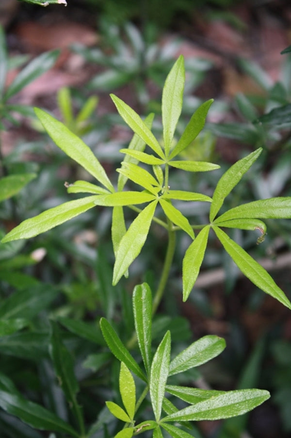 Image of Choisya x dewitteana 'Limo'|Juniper Level Botanic Gdn, NC|JLBG