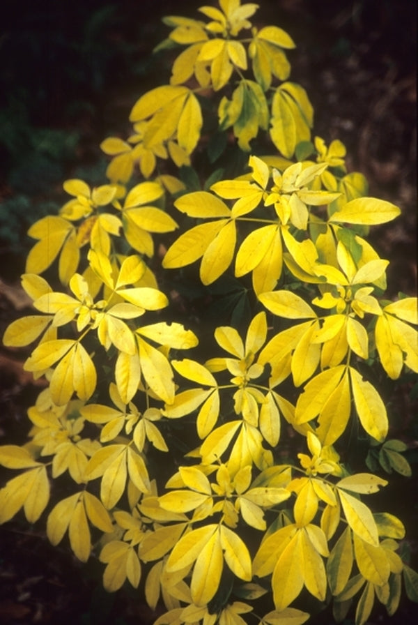 Image of Choisya ternata 'Lich'|Juniper Level Botanic Gdn, NC|JLBG