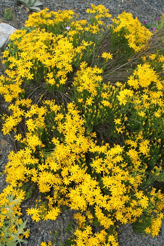 Image of Chrysactinia mexicana||