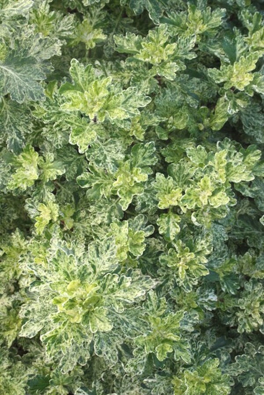 Image of Chrysanthemum 'Frosty'|Juniper Level Botanic Gdn, NC|JLBG