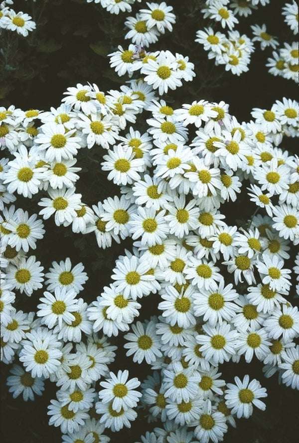 Image of Chrysanthemum 'Jettie'|Juniper Level Botanic Gdn, NC|JLBG