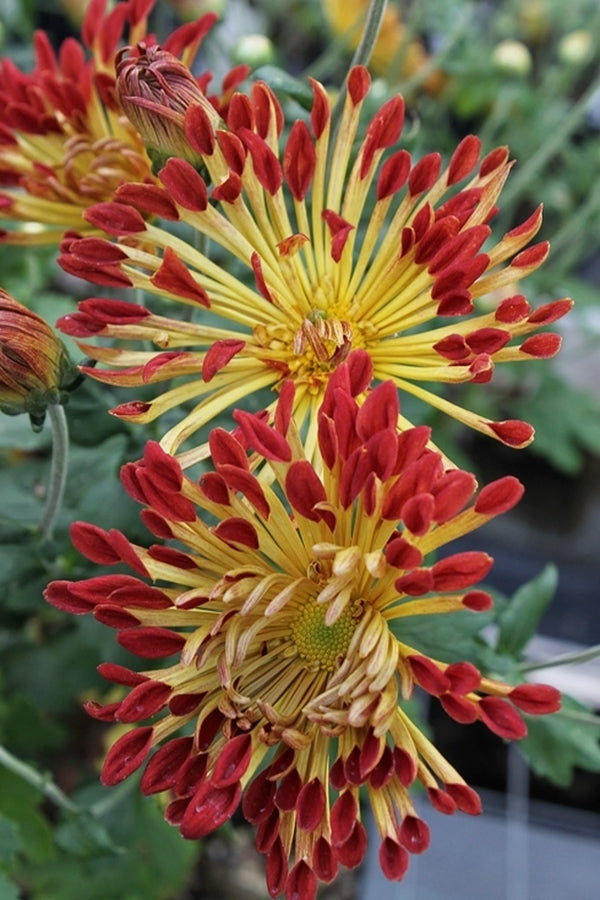 Image of Chrysanthemum 'Matchsticks' taken at Juniper Level Botanic Gdn, NC by JLBG